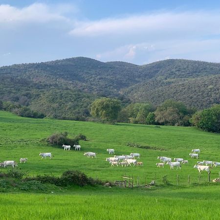Fattoria Tolomei Campagnatico Exteriér fotografie