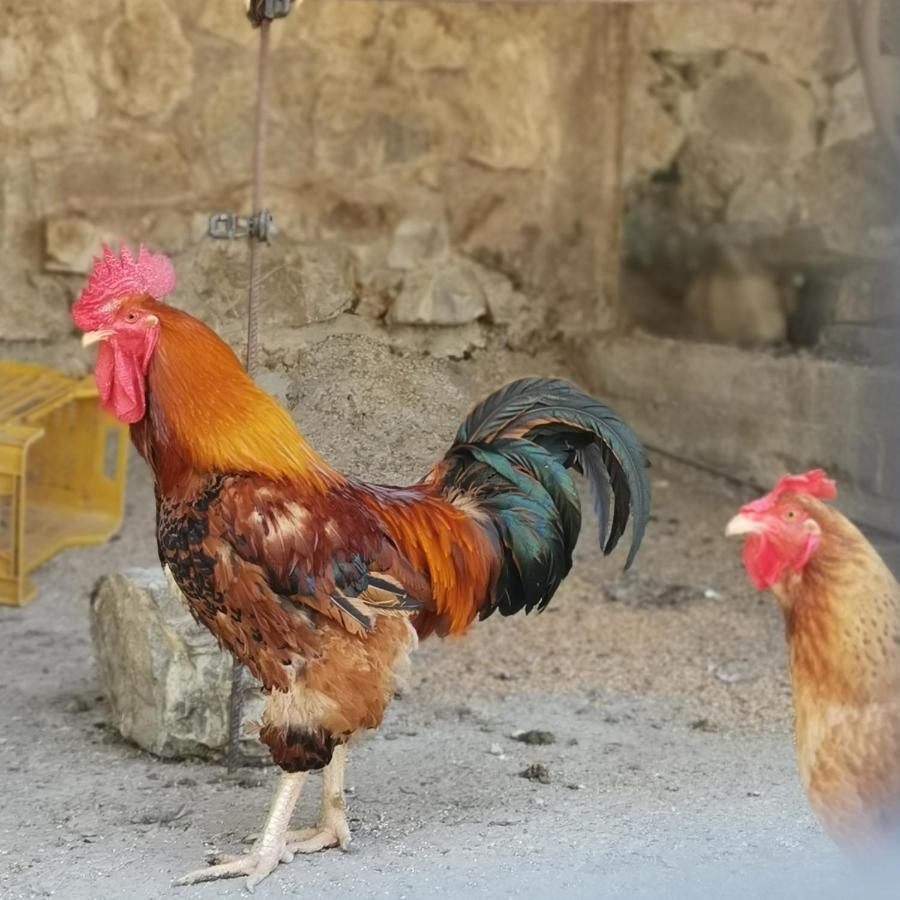 Fattoria Tolomei Campagnatico Exteriér fotografie