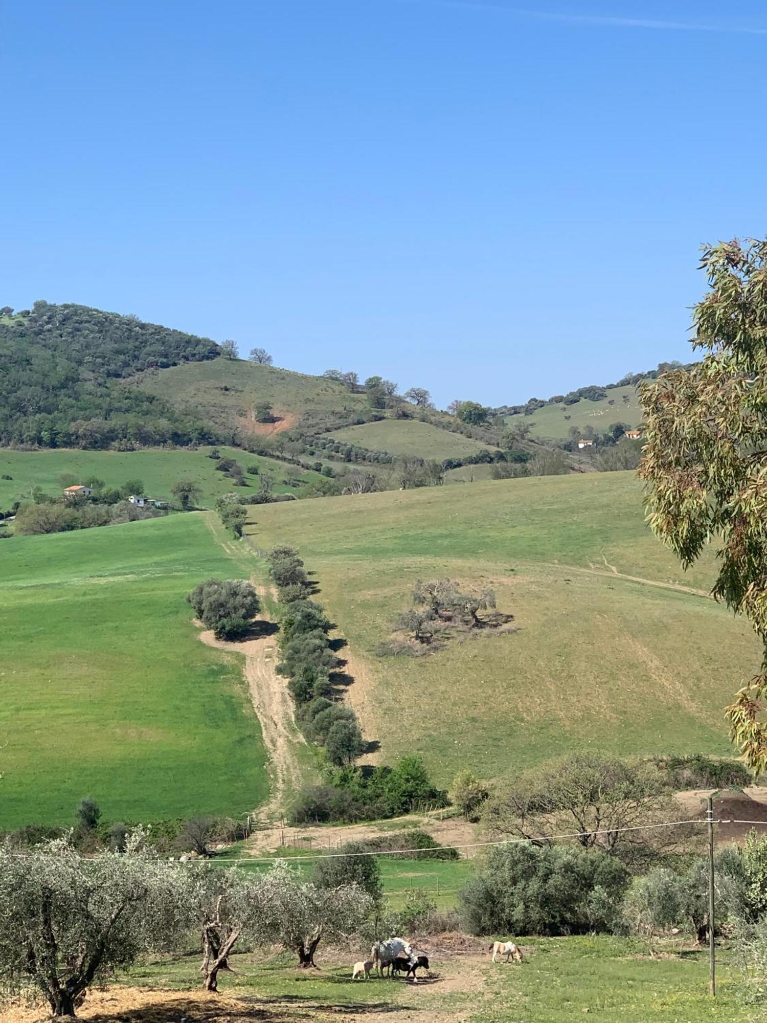 Fattoria Tolomei Campagnatico Exteriér fotografie