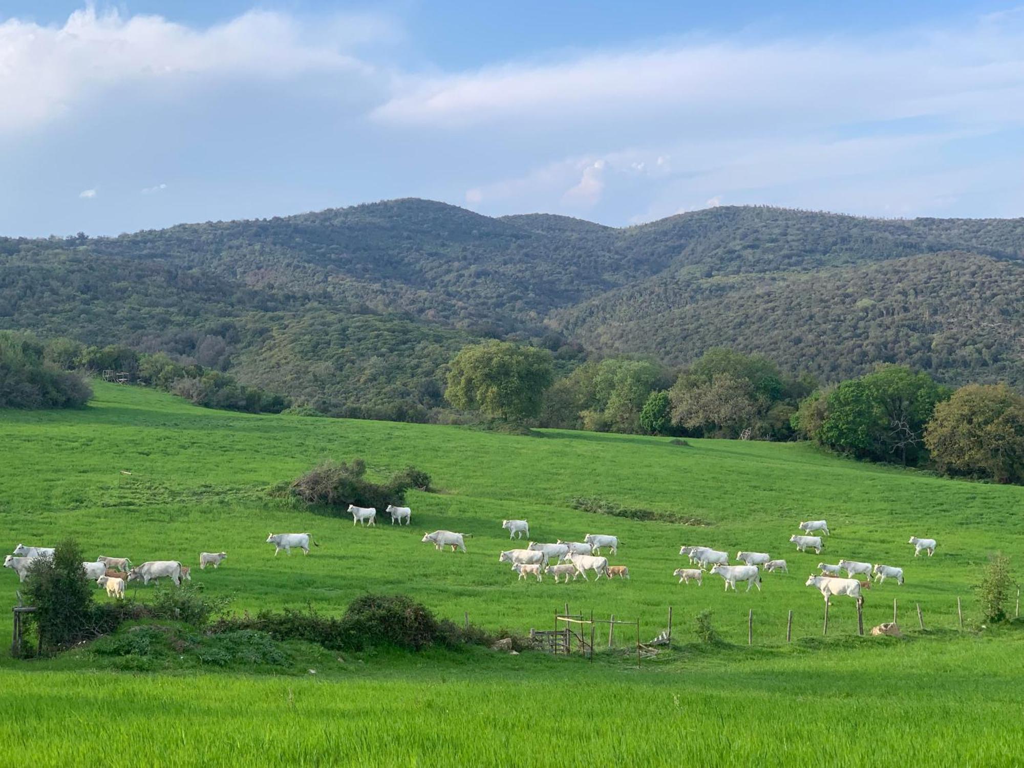Fattoria Tolomei Campagnatico Exteriér fotografie